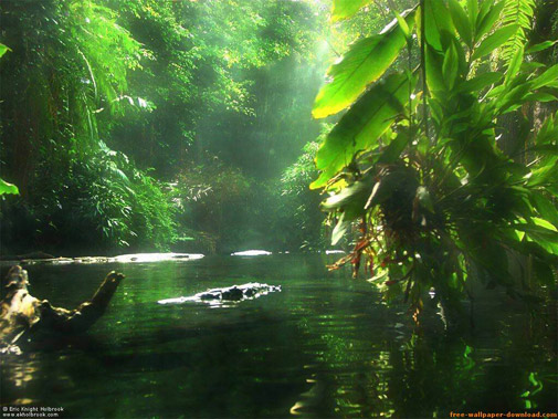 Amazon rain forest