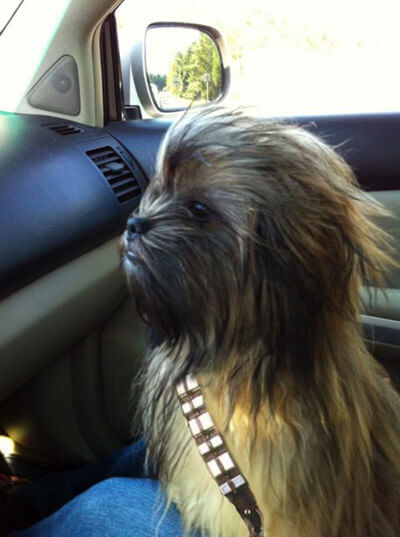 a hairy dog that looks like Chewbacca and wearing his iconic bandolier