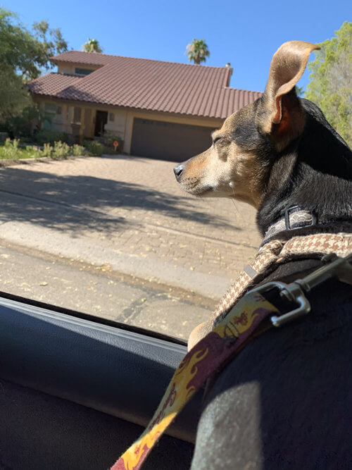Helo sticking his head out the window of the car, his ear flapping in the wind