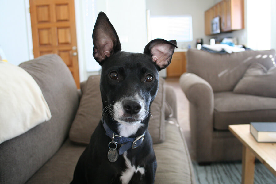 Boomer on her first day home, her face hasn’t shown any signs of aging yet