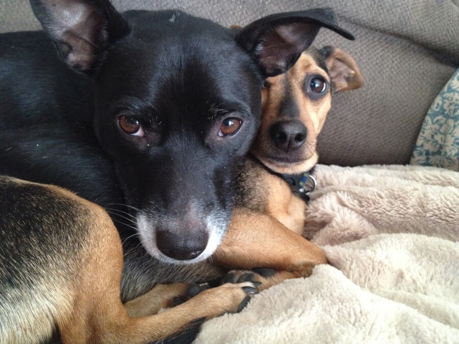 Boomer resting her head on Helo’s back