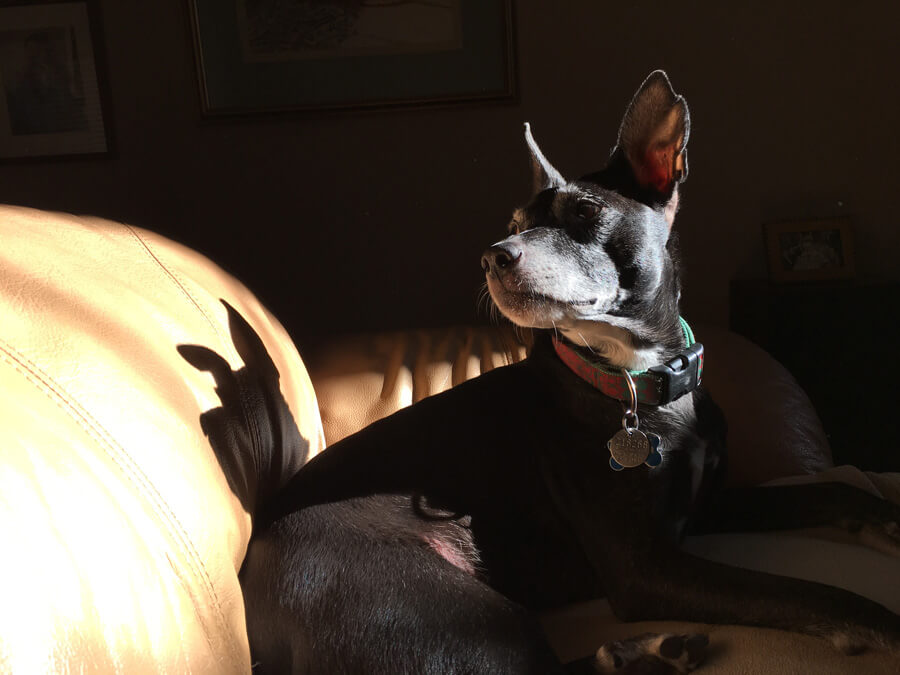 Boomer sitting on the couch in a sunbeam