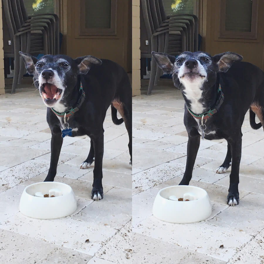 Boomer happily munching on some dog food