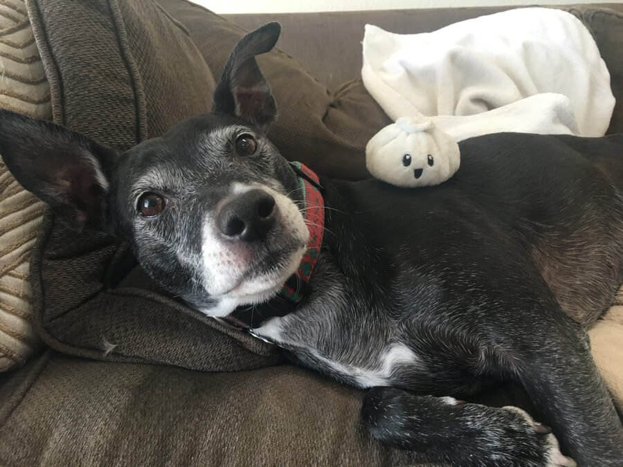 Boomer with a dumpling toy on her back