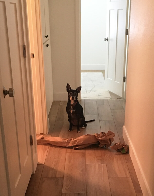 Boomer sitting in the hallway behind a long crumpled piece of butcher paper