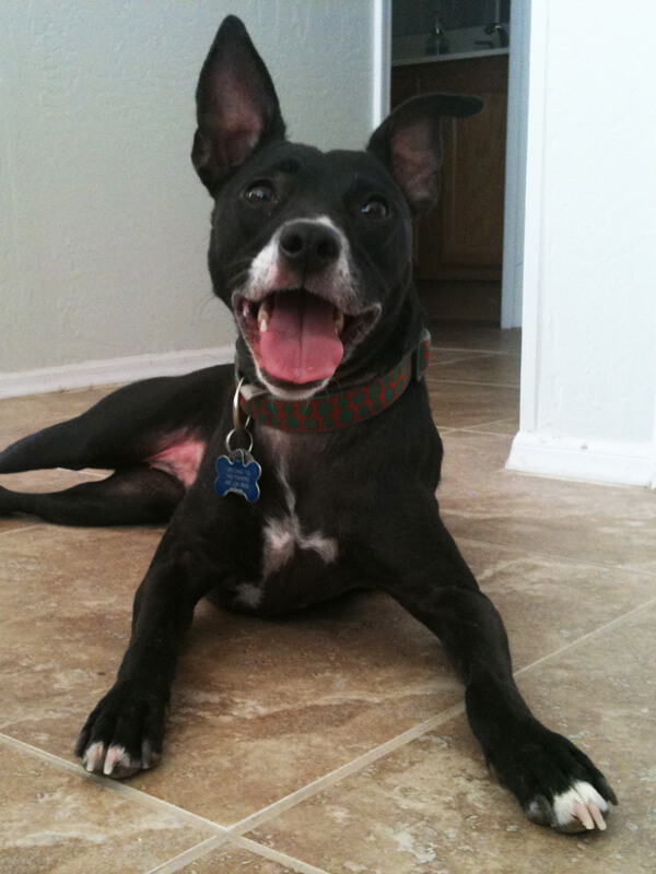 Boomer smiling big while laying on the tile floor