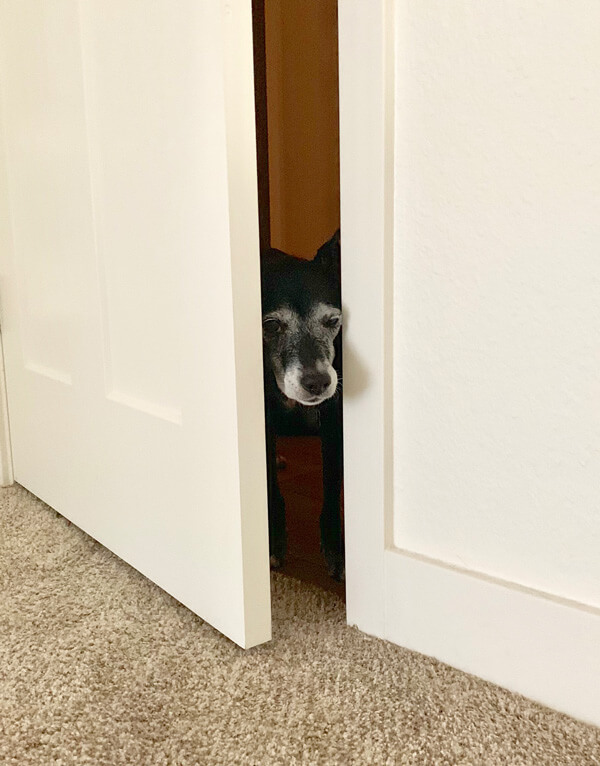 Boomer looking sad peeking through a cracked open door