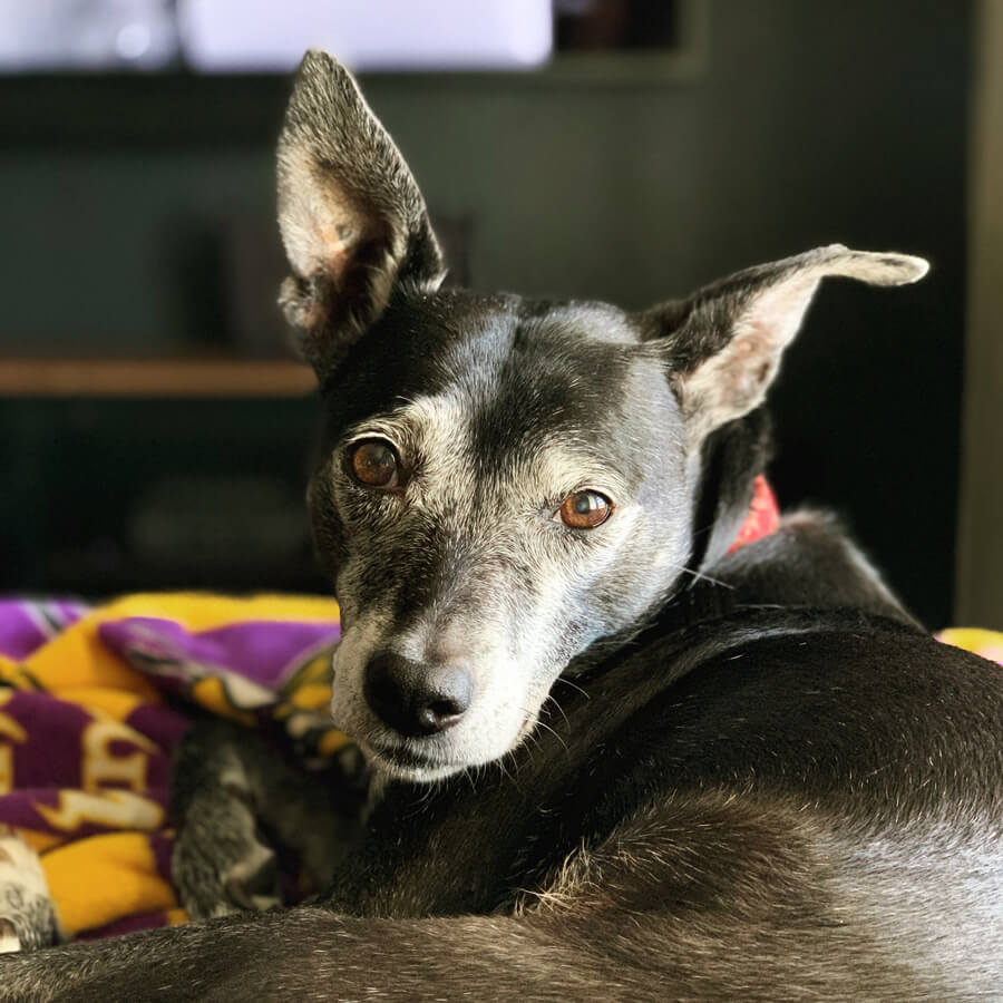 Boomer, a black and white whippet/rat terrier mix pup