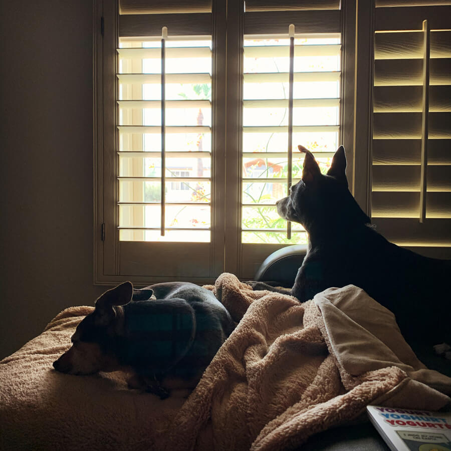 Boomer and Helo on the couch, Boomer is looking out the open window