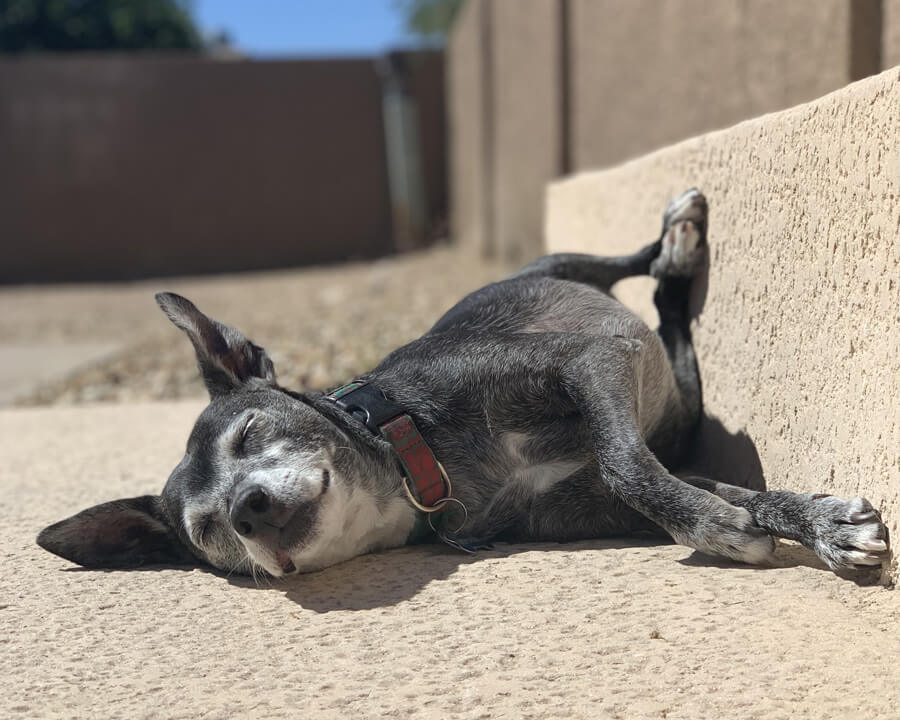 Boomer reclining on the patio in the sun