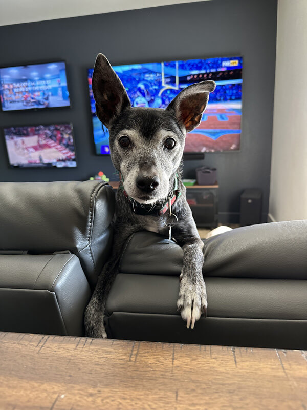 Boomer up on the headrest of the couch inserting herself in between the camera and the television