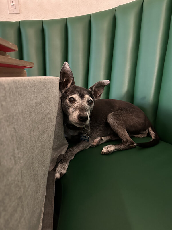 Boomer resting on our dining booth