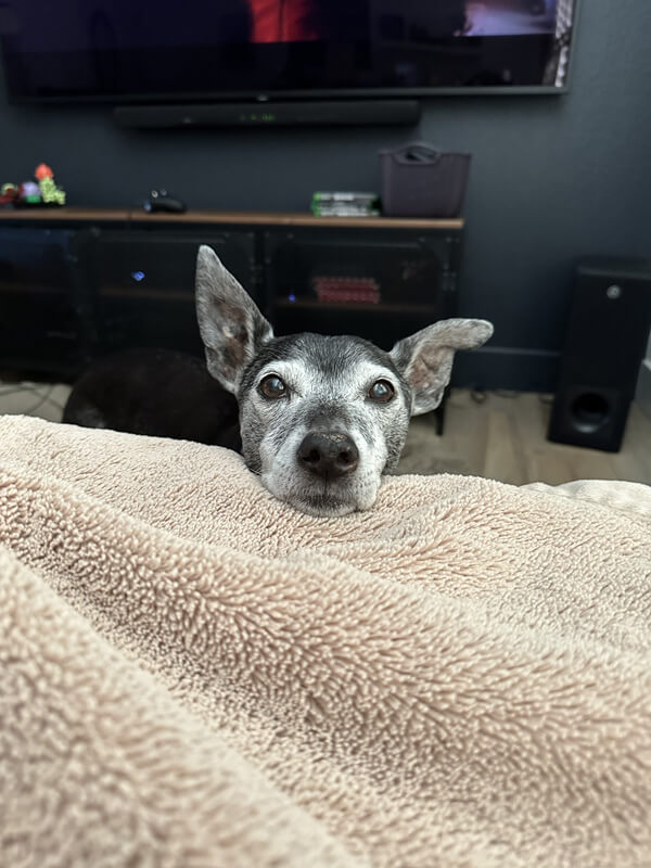 Boomer resting her head on the foot of a recliner staring at the camera