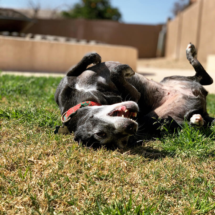 Boomer gleefuly rolling around in the grass