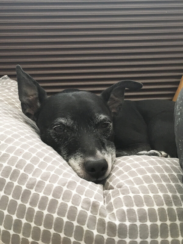 Boomer sleeping on some pillows