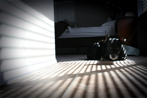 a window with blinds cast striped shadows on the floor, illuminating my cute dog Boomer