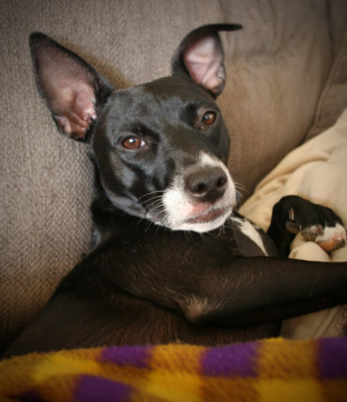 my dog boomer, a black and white whippet rat terrier mix