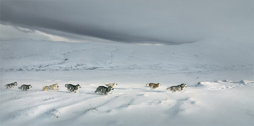 wolves running across the snow