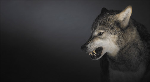a wolf snarling