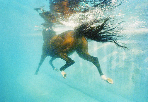  underwater shot of a horse swimming