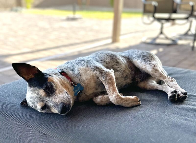 Gravy, a small black and white speckled Australian Cattle Dog, resting on a backyard ottoman