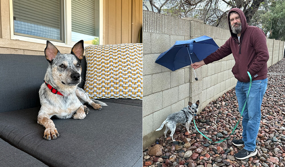 Gravy laying on a backyard couch; Clay holding an umbrella above Gravy on a rainy walk