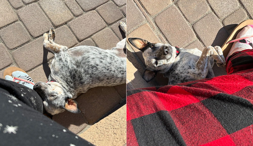 more photos of Gravy laying across my feet outside