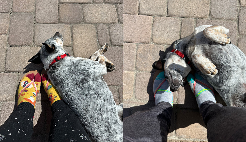 more photos of Gravy laying across my feet outside