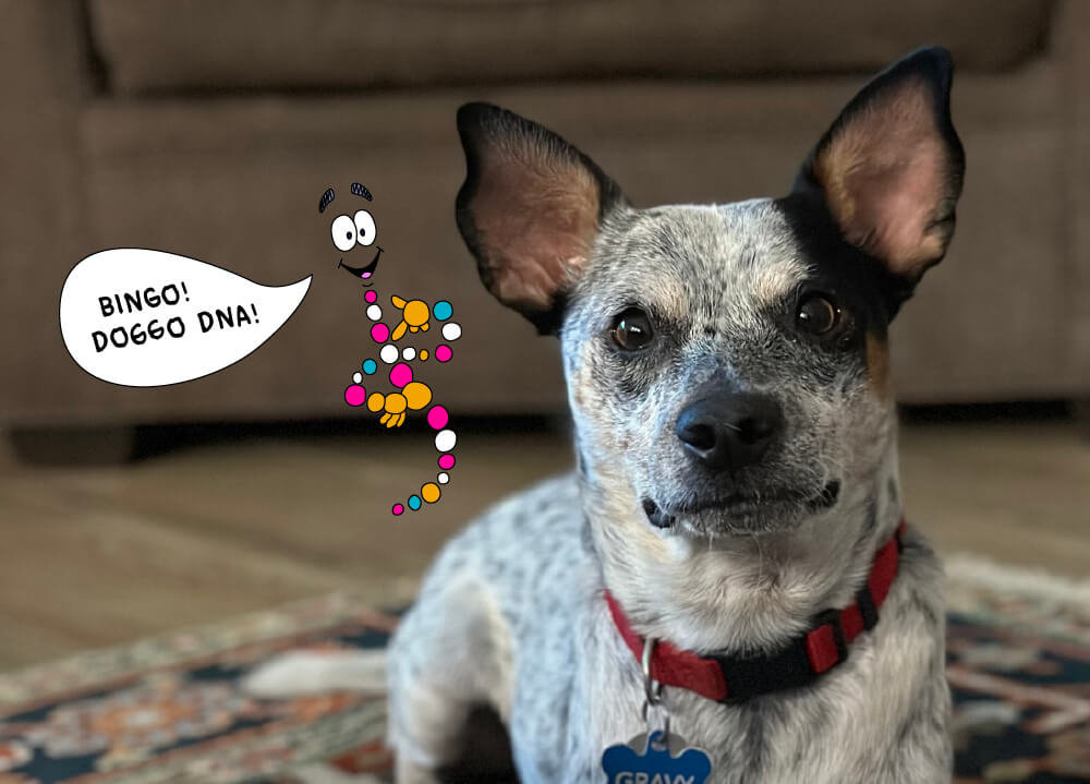 Gravy, a little cattle dog mix, next to Mr. DNA from Jurassic Park who is saying “Bingo! Doggo DNA!”