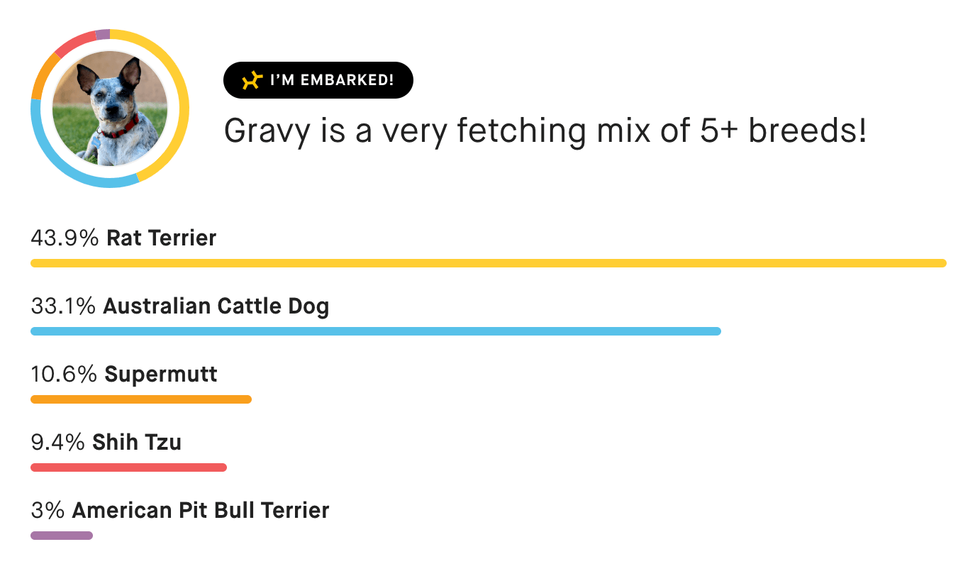 Gravy DNA results showing 43.9% Rat Terrier, 33.1% Australian Cattle Dog, 10.6% Supermutt, 9.4% Shih Tzu, and 3% American Pit Bull Terrier