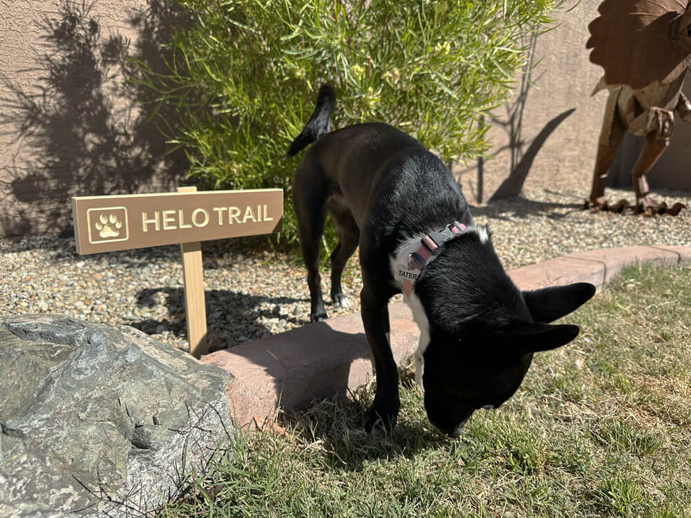 the same trail sign with a black dog with pointy ears sniffing the ground nearby