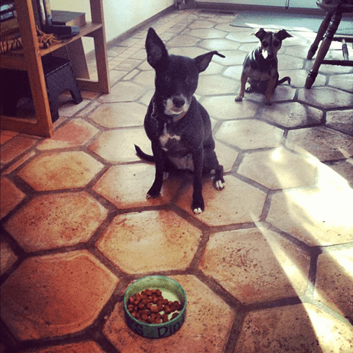 Boomer waiting patiently in front of her food bowl, Helo is behind her leaning his head to see the food