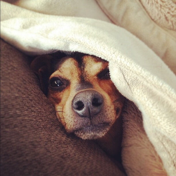 Helo, our dachshund and miniature pinscher mix, poking his head out from under a blanket