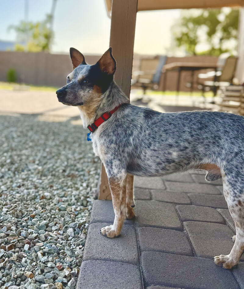 Gravy standing on the patio looking adorable