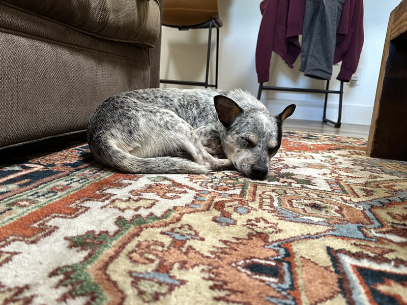 Gravy curled up and napping on the rug