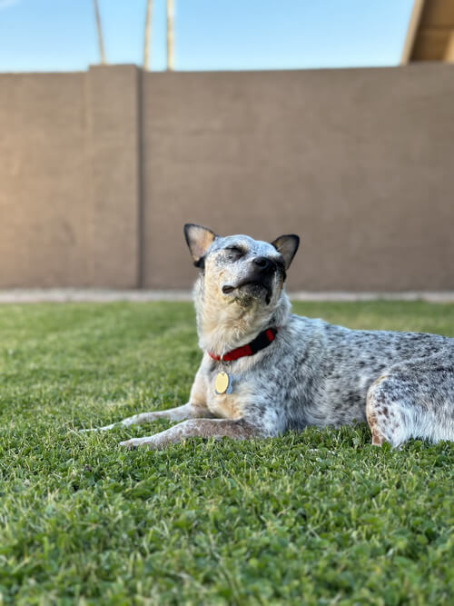 Gravy on the grass, looking up with eyes closed