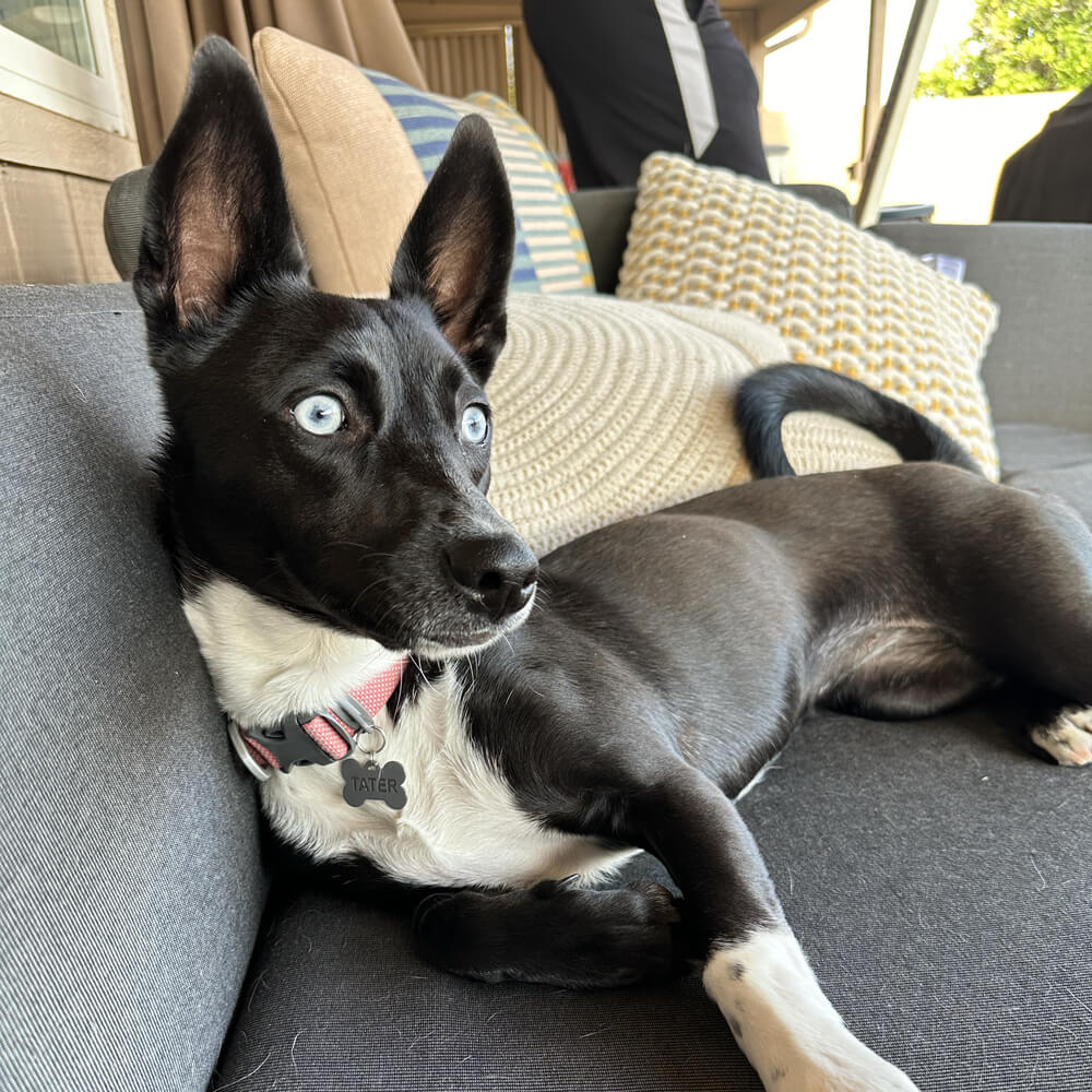 a small black and white dog with pointed ears and bright blue eyes lounges on an outdoor couch