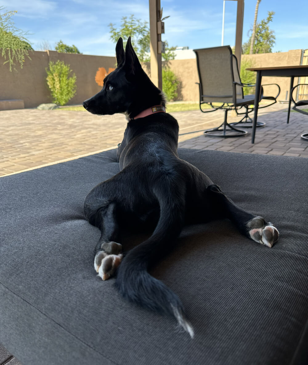 black dog from behind with her back legs splayed out behind her