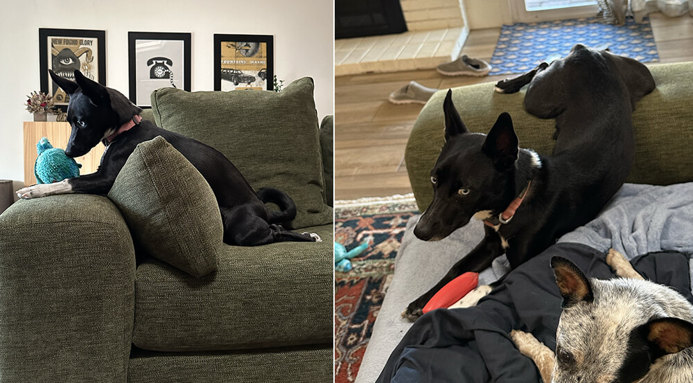 dog resting her front paws on the arm of a sofa over a big pillow and her back legs are splooted on the couch seat; another pic of the dog with her back legs up on the sofa arm and her front lying on the couch seat