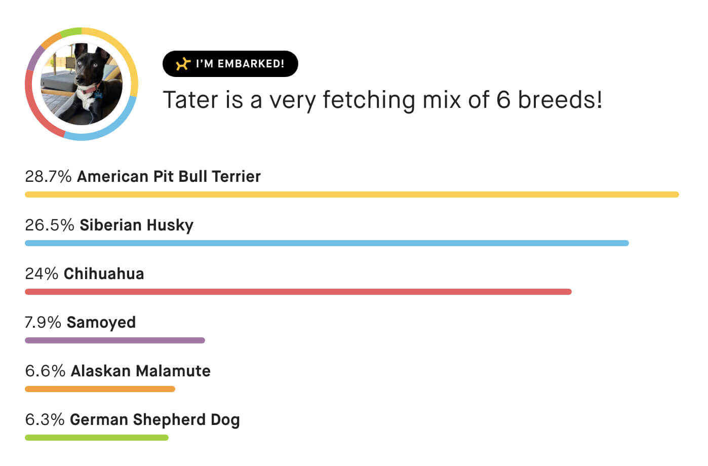 Tater is a very fetching mix of 6 breeds! 28.7% American Pit Bull Terrier, 26.5% Siberian Husky, 24% Chihuahua, 7.9% Samoyed, 6.6% Alaskan Malamute, 6.3% German Shepherd Dog