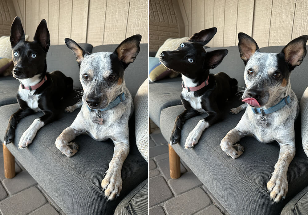 black dog and cattle dog sitting on the couch together