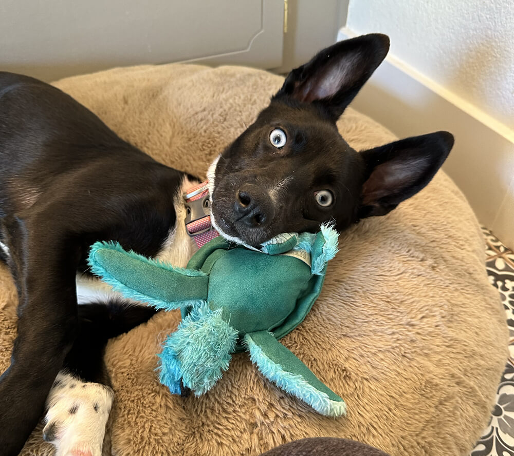 black dog has intense blue eyes, laying on a dog bed with a squeaky toy as a pillow