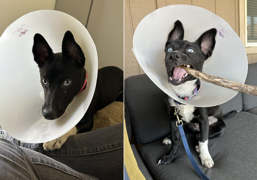 side by side photos of a black dog in a plastic cone; on the left she looks more like a husky and on the right more like a pit bull