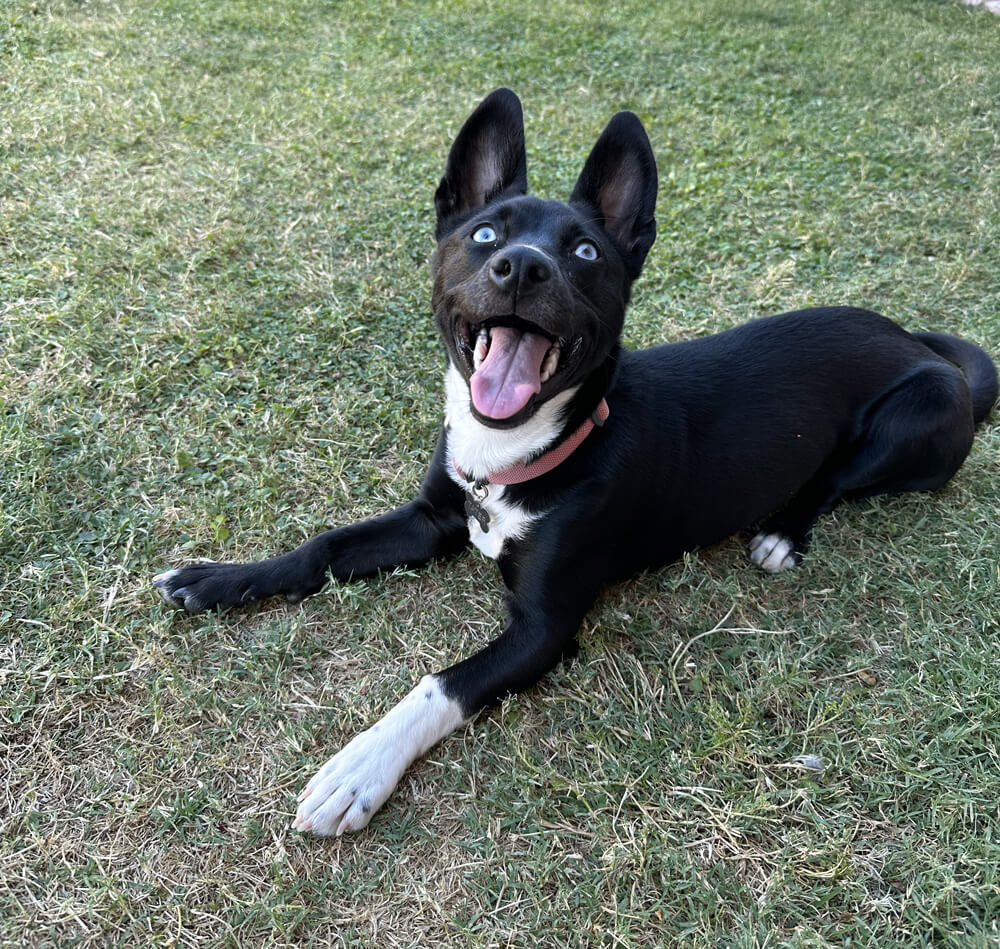 dog smiles happily while laying in the grass