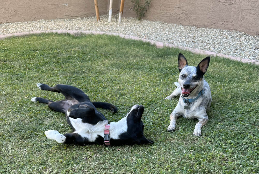 black dog rolling on her back in the grass next to a white and black speckled cattle dog