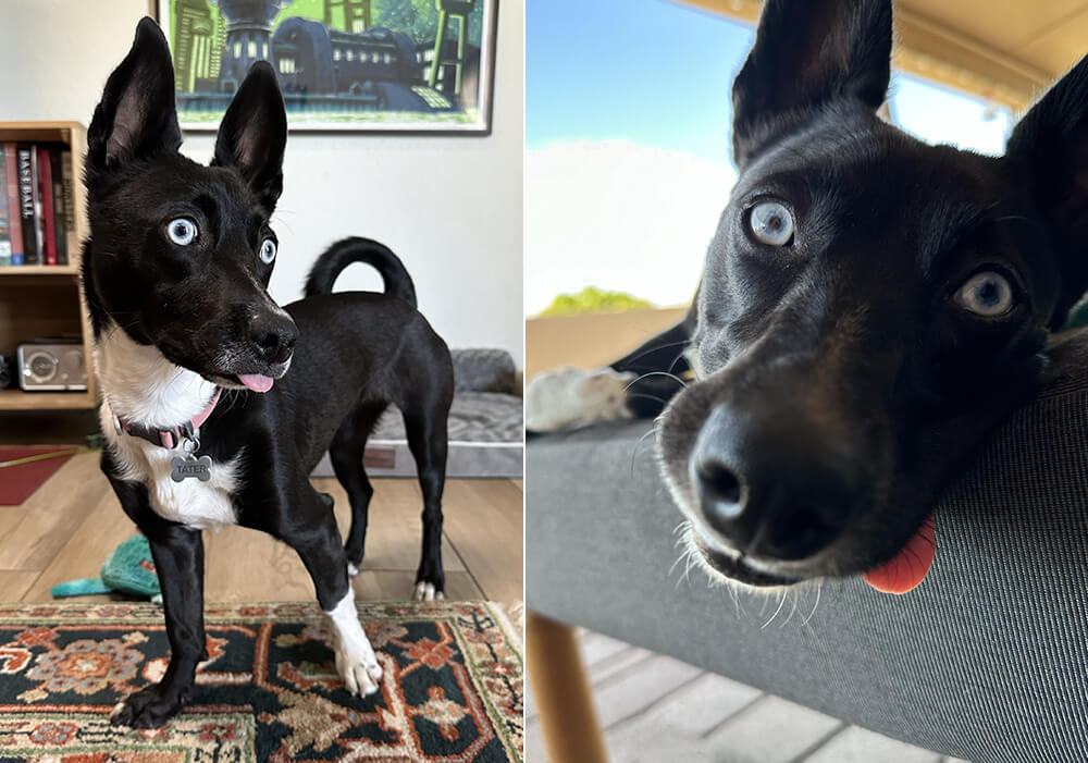 tip of tongue poking out of dog’s mouth