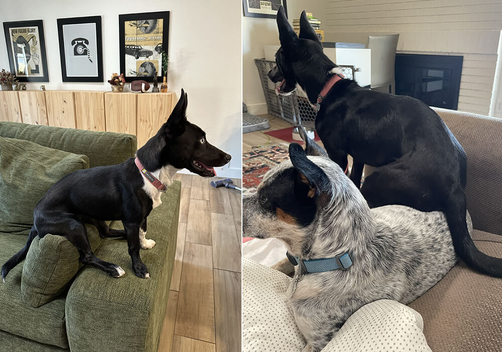 dog sitting on a couch cushion and on another dog like they are chairs