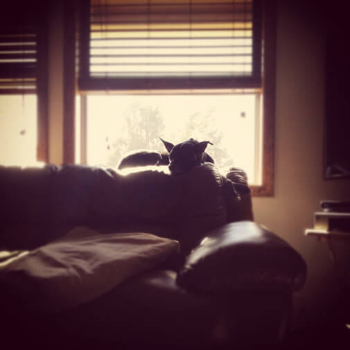 Boomer napping on the top of the couch