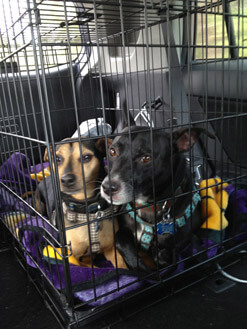 Boomer and Helo in the crate in the car