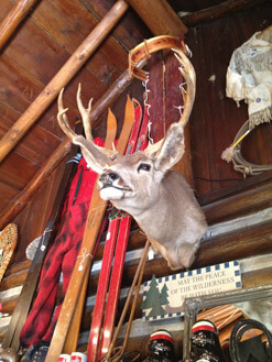 deer head on a wall